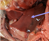 <p>similar functions as in mammals, process nutrients; produces bile</p>