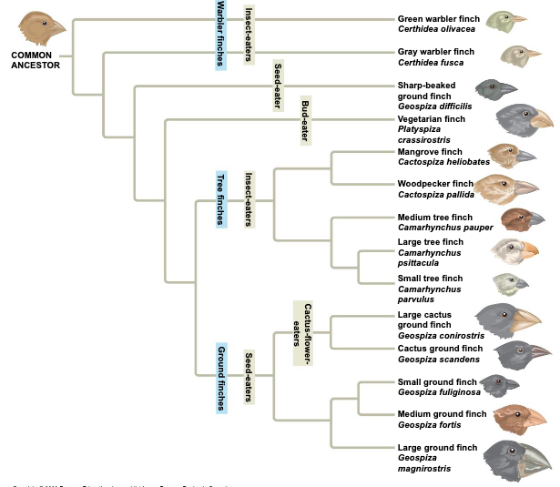 <p>illustrated with tree-like diagrams that show ancestors and their descendants</p>
