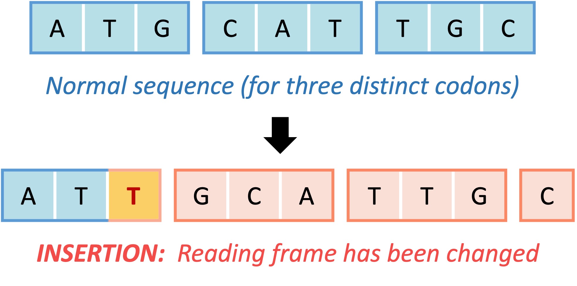 <p>Frameshift mutation</p>