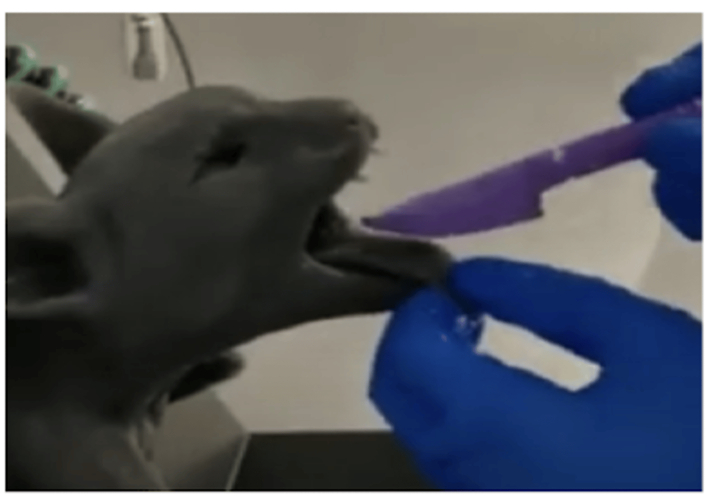 <p>¿cómo ponemos la mascarilla (V-gel) para intubar?</p>