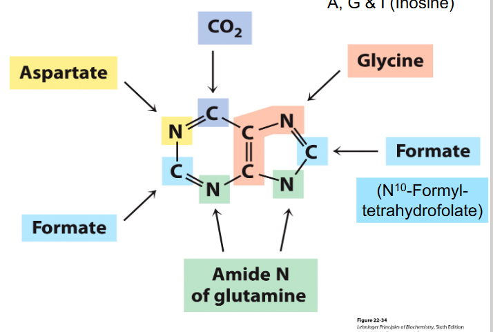 <p>- we need folate to produce purines, and thats a vitamin</p>