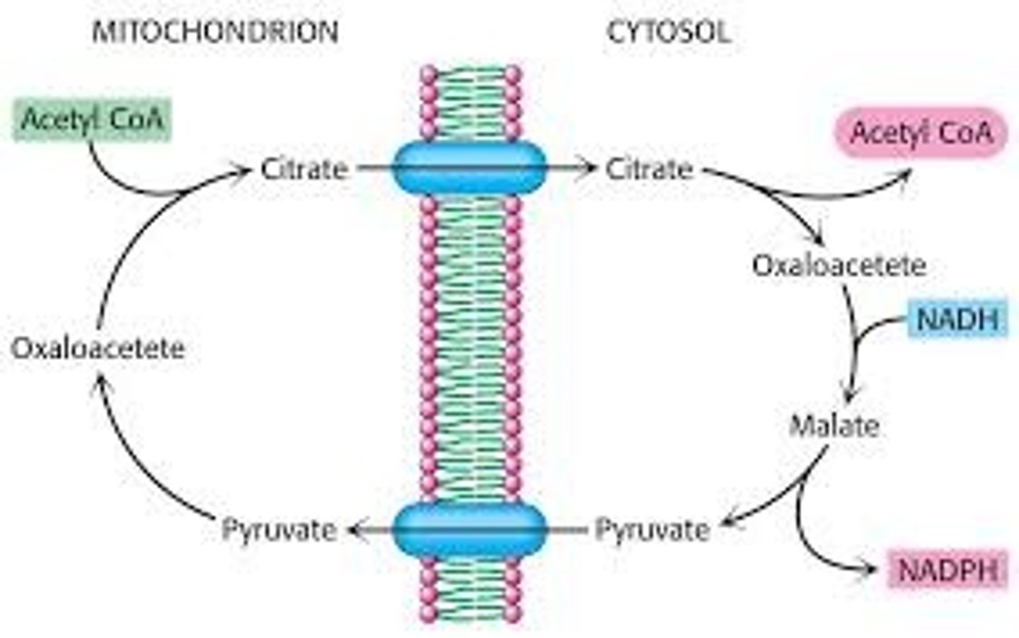 <p>The citric acid cycle will slow down since the substrates of acetyl-CoA and citrate are not as available anymore.</p><p>Struggling to memorize the metabolic pathways (such as glycolysis and beta-oxidation)? Learn them like the back of your hand using Andrew's Metabolic Pathways Mastery Course @ https://mcatselfprep.com/course/andrews-metabolic-pathways-mastery-course/</p>