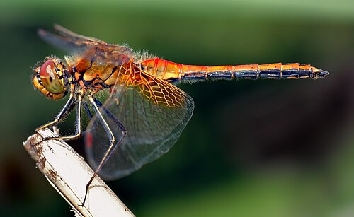 <p>dragonflies (libelle)</p>