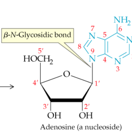<p>What’s a nucleoside?</p>