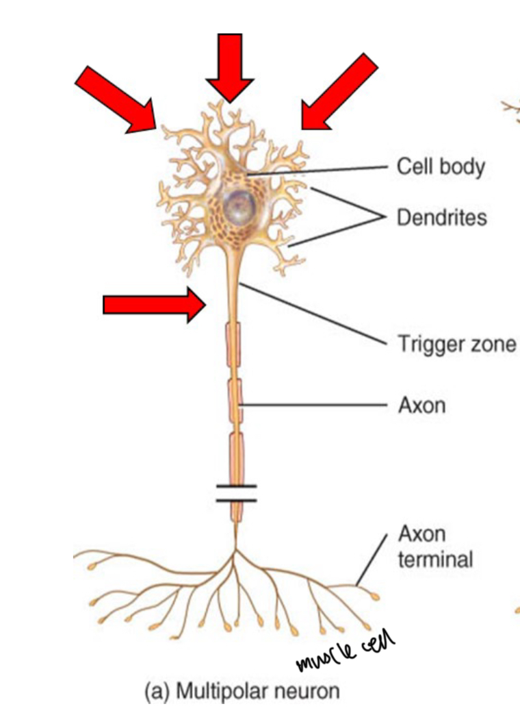 <ul><li><p>Have 2 or more dendrites and a single axon</p></li><li><p>Most common neurons in CNS</p></li><li><p>All motor neurons (controlling skeletal muscle) are in this class</p></li><li><p>Longest neuron type, from the spinal cord to the toes.</p></li></ul><p></p>