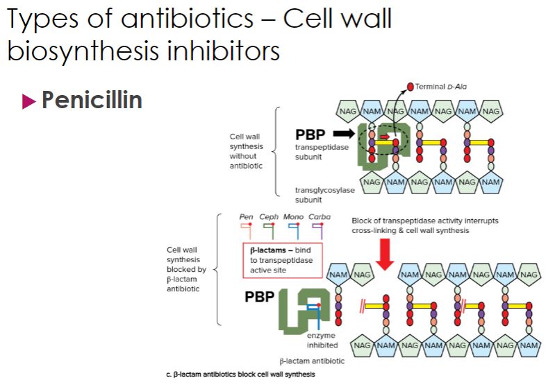 <p>cell wall biosynthesis inhibitor continue</p>