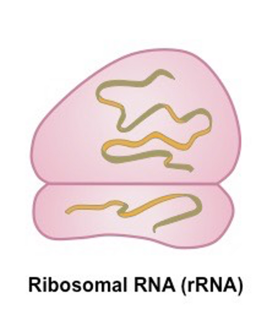 <p><span>The rRNA ensures the correct alignment of mRNA, tRNA and ribosome</span></p><p><span>It also has an enzymatic role in the formation of peptide bonds between amino acids.</span></p>