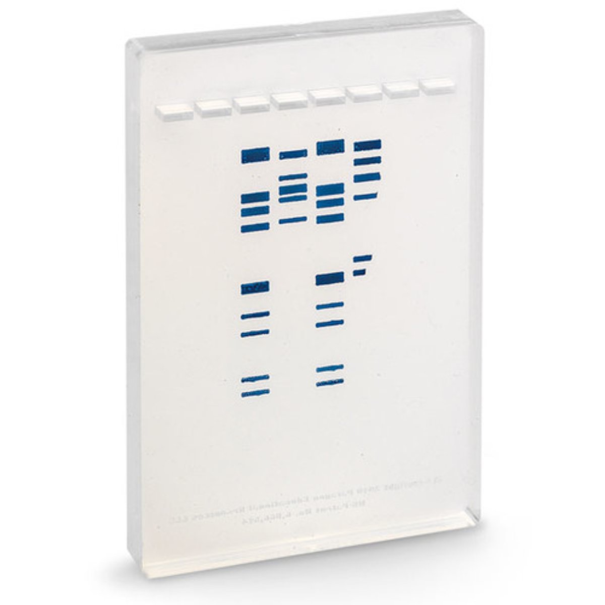 <p>A sponge-like gel used in gel electrophoresis that contains pores for DNA fragments to move through</p>