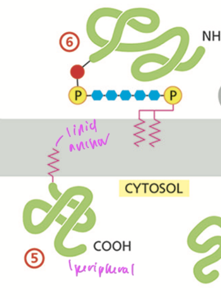 <p>have a lipid dipped into the lipid bilayer to anchor the protein at the membrane’s surface</p>