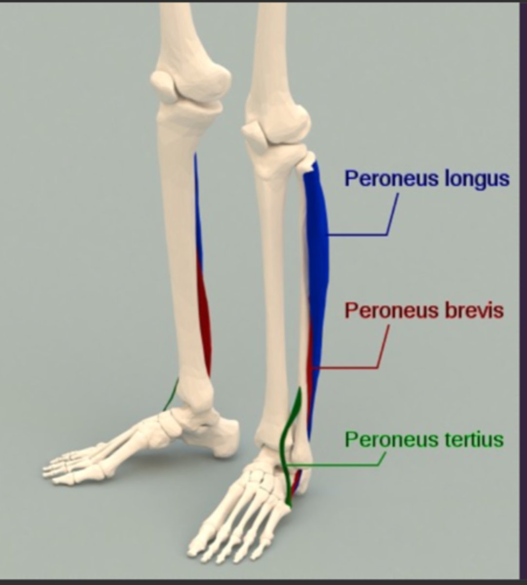 <p>Longus, Brevis, Tertius</p><p>Muscles for foot eversion and plantarflexion; 'winging' muscles</p>