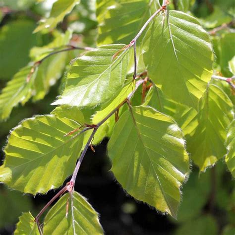 <p><strong>Common beech</strong></p><p>Design, Use in the garden</p>