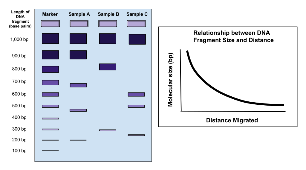 <p>1) obtain sample of DNA from organism<br></p><p>2)PCR - DNA amplified so 20-40 copies made. Primers anneal to strands, free nucleotides bind. Mixture heated to break H bonds, and then reduced so complementary base pairing</p><p><br>3) fragment of DNA cut using restriction enzymes (cuts at SPECIFIC DNA base sequences)<br><br>4) Fluorescent markers placed in mixture<br><br>5) DNA samples loaded into wells in agarose gel which is then placed into the electrophoresis tank with buffer</p><p>6) Electric current is passed through the agarose gel by a potential difference being applied across</p><p>7)Position of the bands produced can then be compared</p>