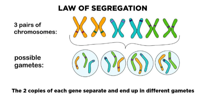 <p>Characteristics of organisms are determined jointly by two “particles”(alleles), one inherited from each parent</p><p><mark data-color="yellow" style="background-color: yellow; color: inherit;">-offspring get one allele from each parent</mark></p>
