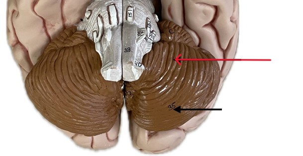 <p>Which part of the cerebellum is:</p><ul><li><p>Upper front lobe of cerebellum</p></li></ul><p></p>