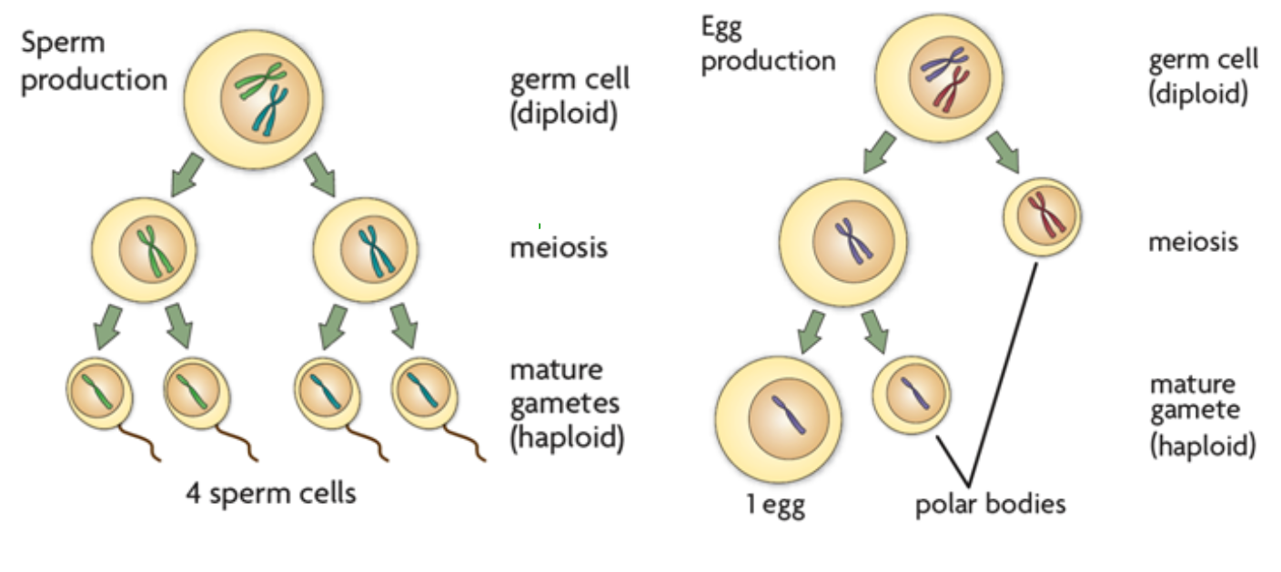 Spermatogenesis and Oogenesis