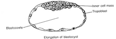 <p>The inner cell mass will eventually form the body of the embryo. While the trophoblast cells form the wall of the blastocyst,  and will eventually form a layer of the placenta</p>