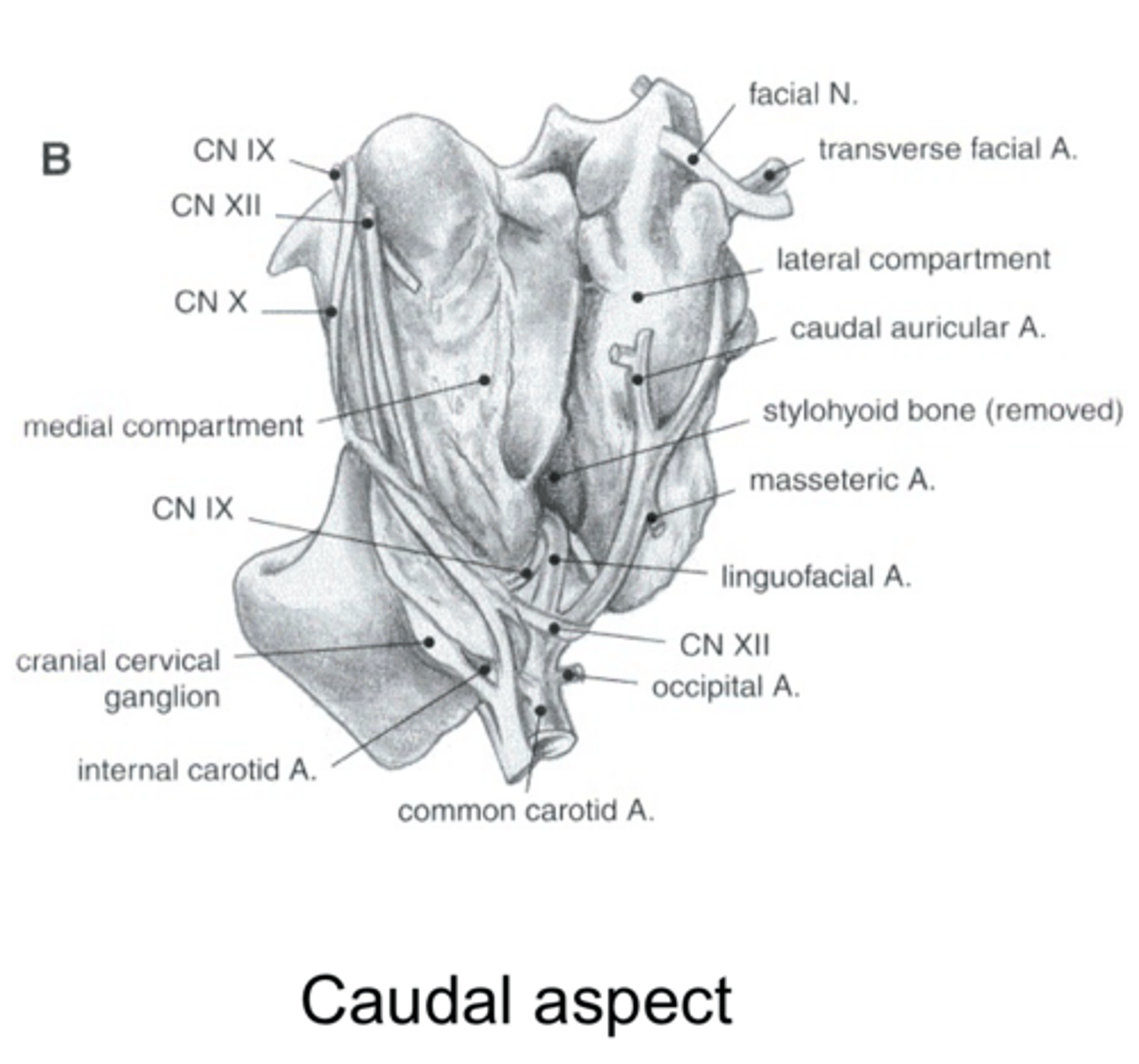 <p>- Medial compartment is larger</p><p>- In contact with the medial retropharyngeal lymph node</p><p>- The medial compartment is also in contact with the internal carotid artery, the ventral cerebral vein (from the occipital vein), the glossopharyngeal nerve, the vagus nerve, the accessory nerve, the hypoglossal nerve, and the cranial cervical ganglion, and sympathetic trunk</p>