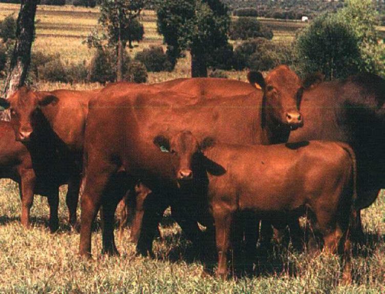 <p>Give the name of the breed and how is it developed?</p>