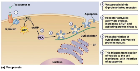 <ul><li><p>it <mark data-color="blue">controls blood pressure</mark>, similar in structure to oxytocin</p></li><li><p>vasopressin affects G-protein receptors in the kidneys</p><ul><li><p>ATP converts to cAMP via adenylate cyclase, and cAMP activates protein kinase A</p></li><li><p><mark data-color="blue">PKA causes phosphorylation of preformed vesicles</mark>, fusing it with the cell membrane and <mark data-color="blue">inserting aquaporins</mark></p></li></ul></li></ul>