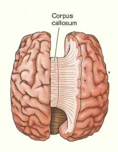 <p>Corpus callosum consists of millions of myelinated axons that connect the two hemispheres. ‣ Importance of this connection apparent in split brain patients</p><p>wide shape bc its axons. having epilepsy a treatment would be to cut the corpus callosum which prevents one hemisphere from talking to the other. but it also prevents that if u have epilepsy from one brain area to travel to the entire brain so if u have seizures they&apos;re much more reduced in severity because they can no longer become global seizures.</p>