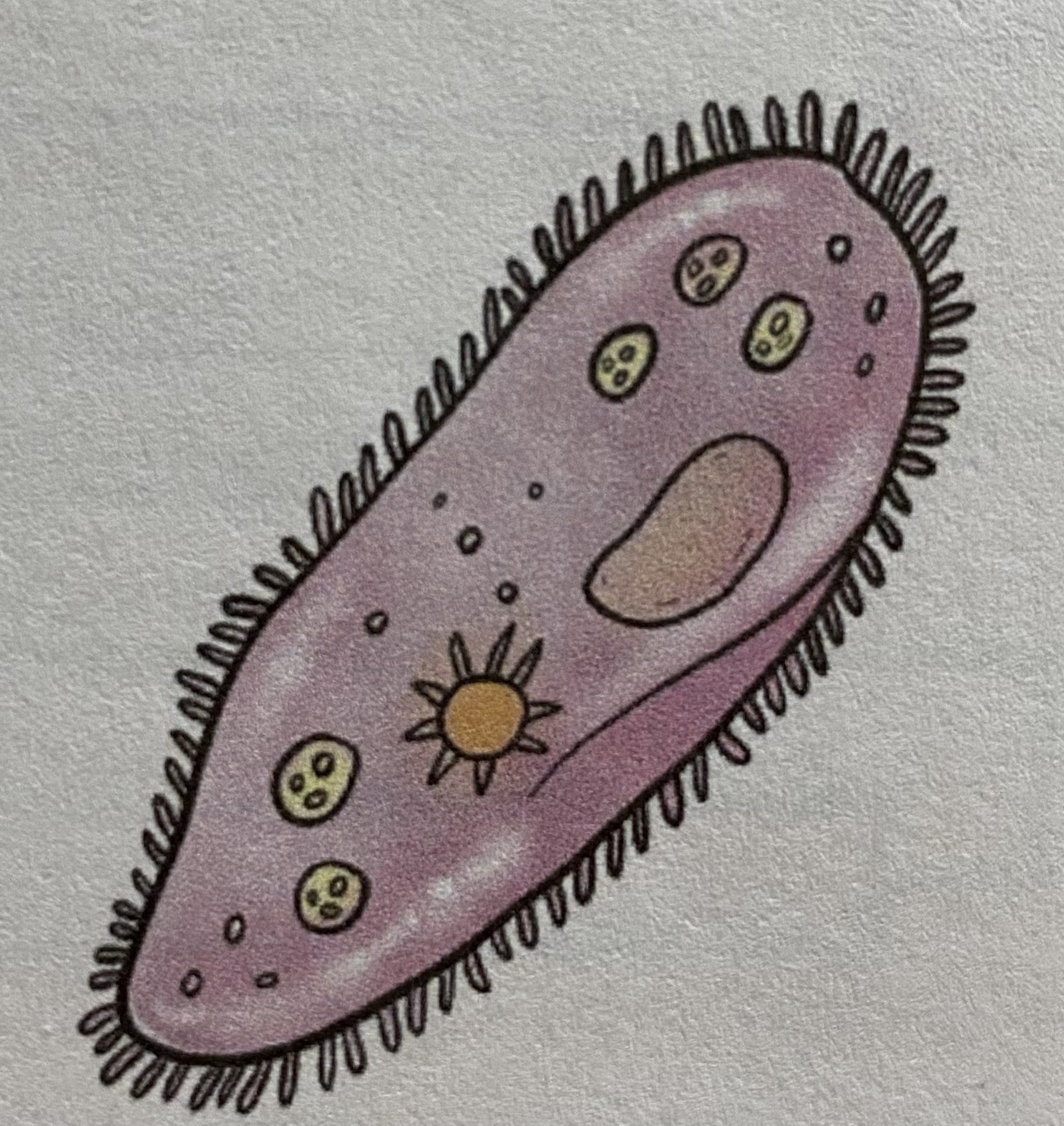 The _______________ form has numerous short hair like structures in rows across the cell surface, some _______________s are capable of very rapid movement and often use their hair like structures to feed. (the hair like structures are a shortened version of the name of this form)