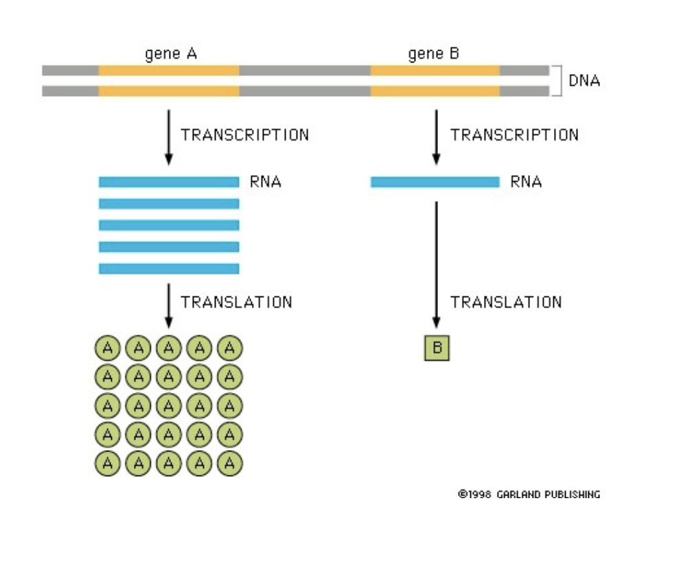 <p>can have intrinsic differences in sequence that cause them to be expressed with different efficiencies</p>
