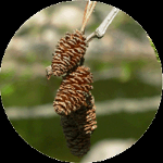 <p><span><strong>Šištice malé (0,5cm) měkké</strong></span></p>