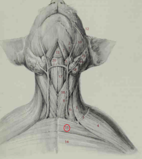 <p>Pectoralis Major</p>