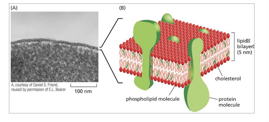 <p>cell membranes</p>