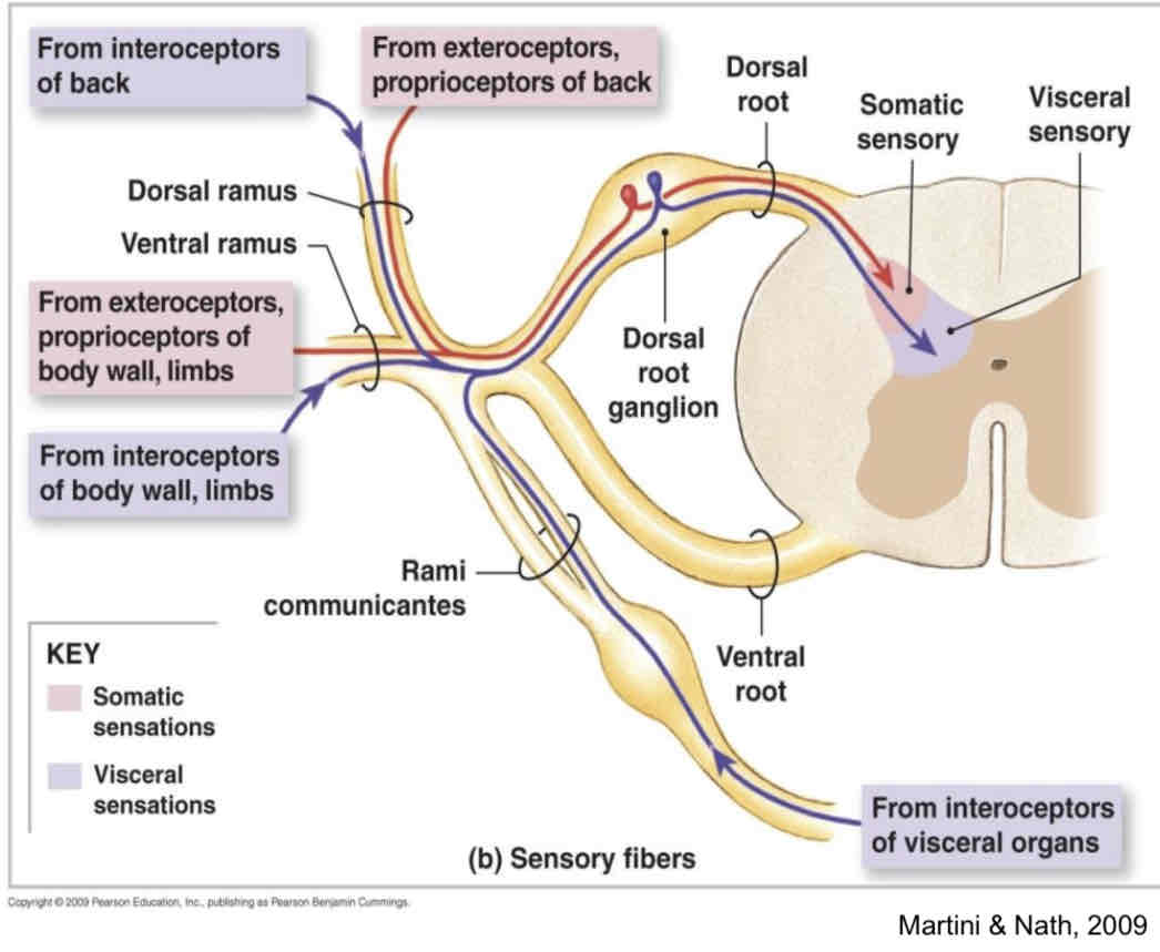 <p>Spinal nerves branch to form dorsal and ventral rami</p>
