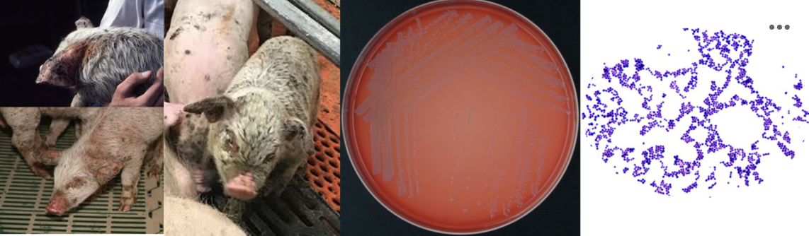 <p>You work as a veterinarian on a farm where you observe piglets with these skin lesions. They appear greasy and dirty, with scabs and a foul odor. You take a sample from the lesions and culture it on blood agar at 37 °C for 24 hours, obtaining these colonies. When you perform a Gram stain and observe the sample under the microscope, you see these other lesions. Which infectious agent do you suspect?</p><p></p><p><em>A. Erysipelothrix rushiopathie</em></p><p><em>B. Staphylococcus hycus</em></p><p><em>C. Clostridium perfringens</em></p><p><em>D. Streptococcus suis</em></p><p></p>