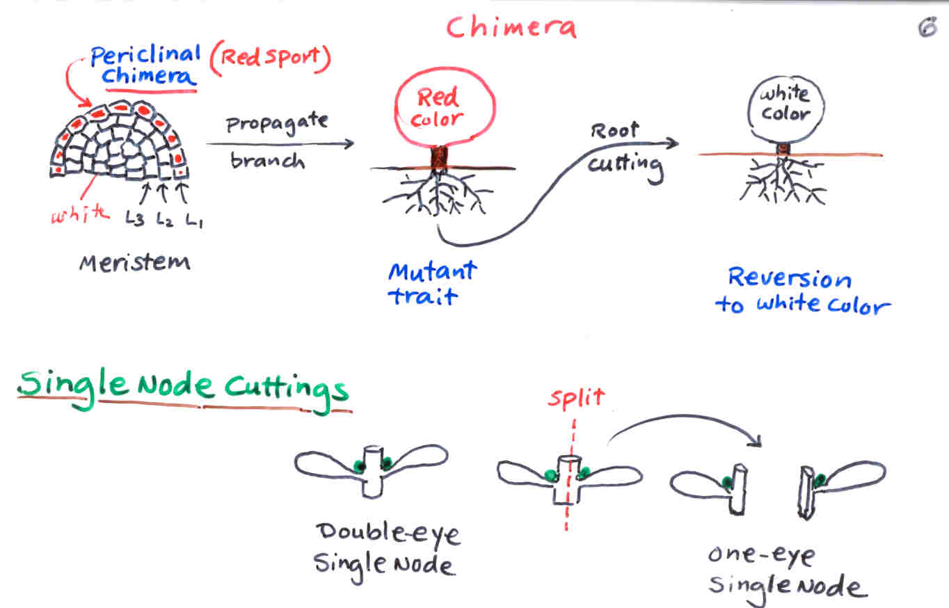 <p>STEM CUTTINGS</p><p>techniques that avoid adventitious bud formation; <strong>leaf cutting does not work</strong></p><p></p><p>(Needs chimera plant’s bud tissue)</p><p>leaf bud cuttings</p><p>division, layering</p><p>budding and grafting</p><p>shoot cuttings</p>