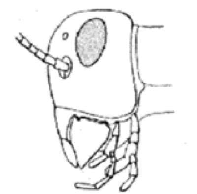 <p>Which mouth orientation is this?</p>