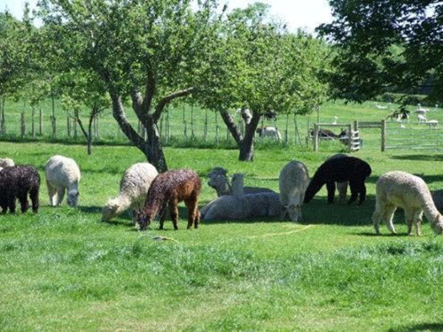 <p>-Use shelters (from wind or sun)</p><p>-Ensure appropriate water sources</p>
