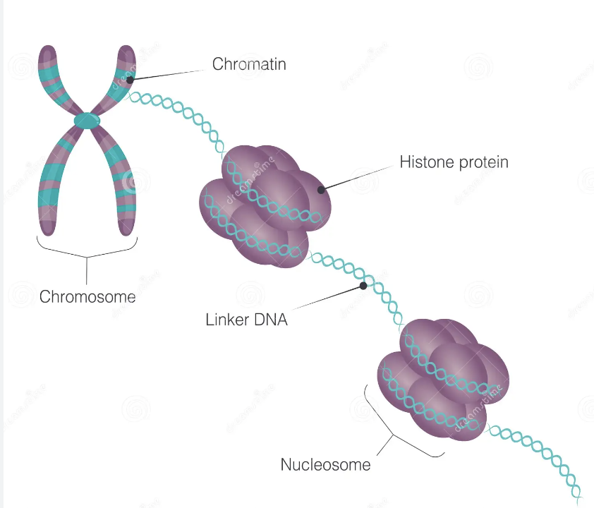 <p>Between the “beads”, a short stretch of DNA (~80 nucelotides)</p><p>Repeats every 200 nucleotides</p>