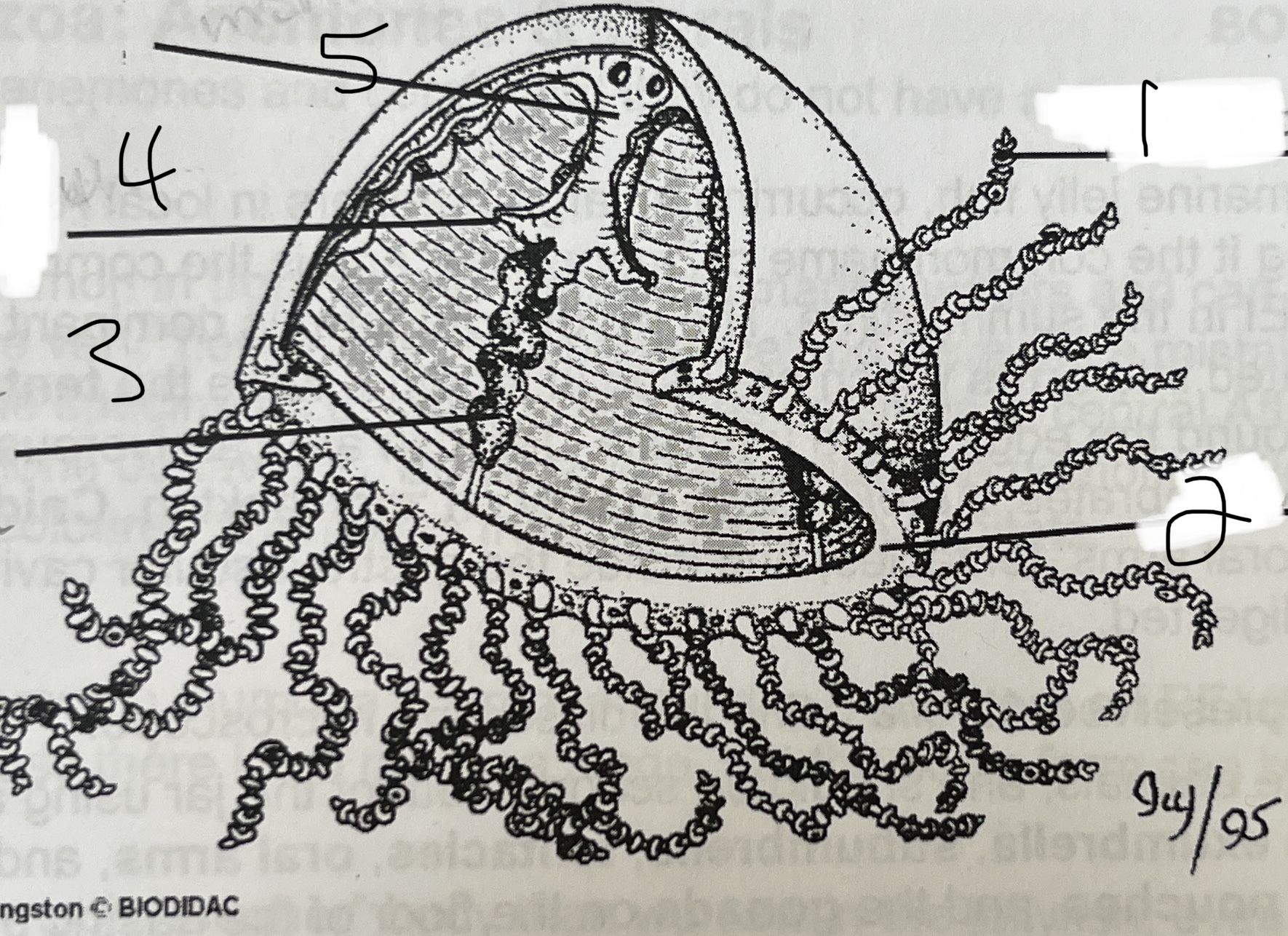 1 generalized obelia medusa