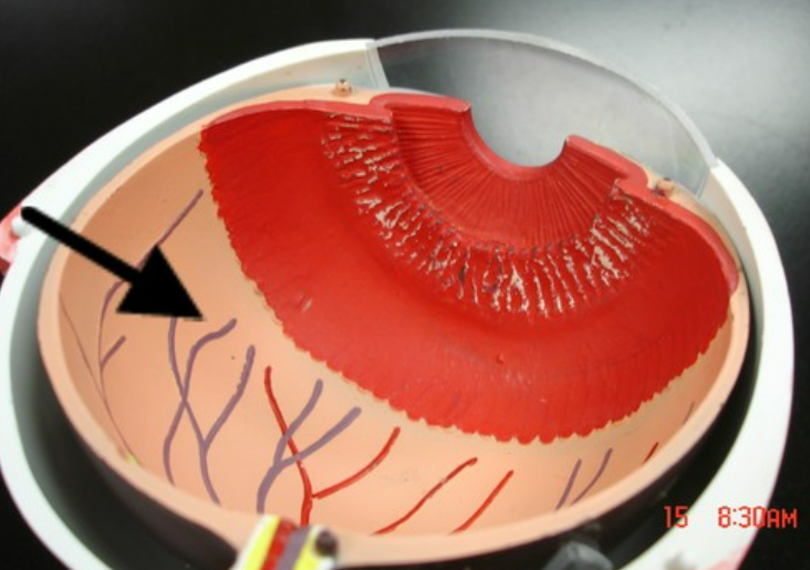 inner layer