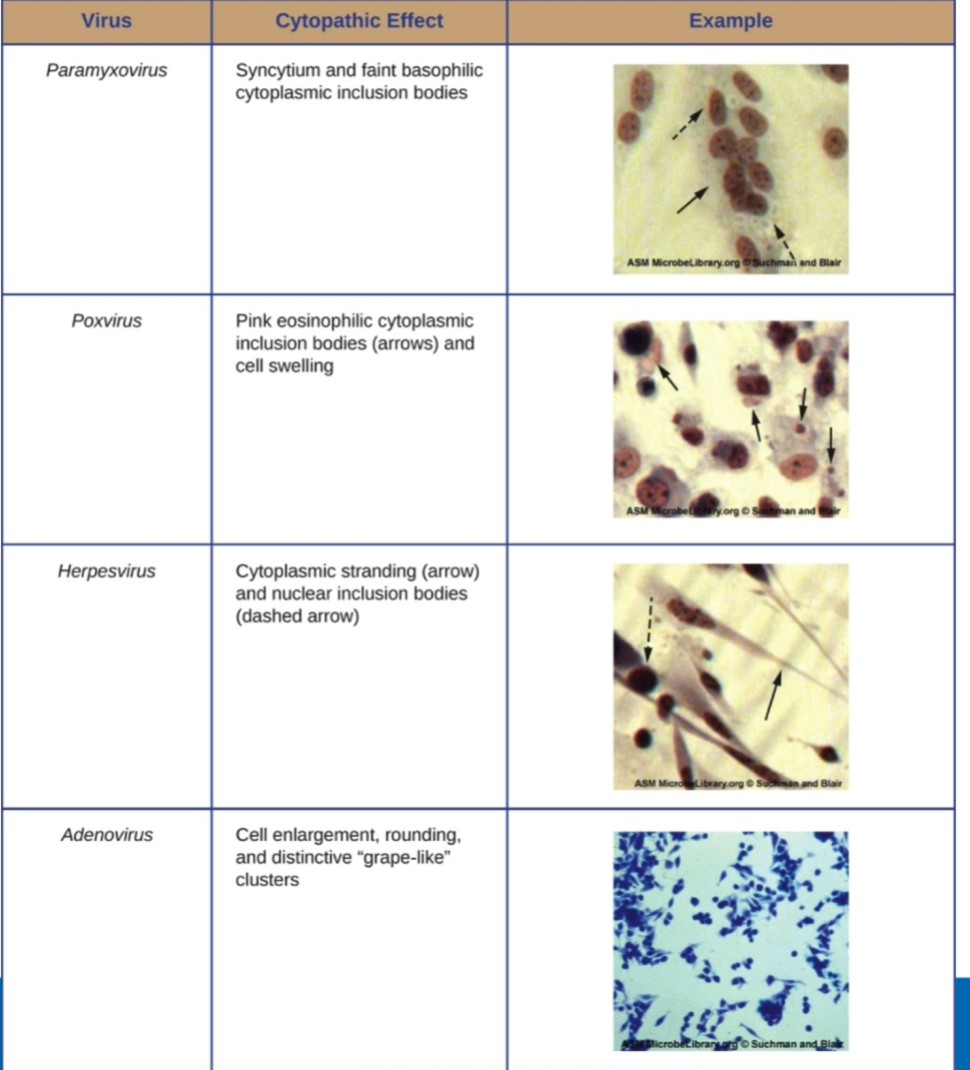 <p>This method of virus detection use observable cell abnormalities such as <span>Loss of adherence, Change to cell shape, Shrinkage of nucleus, Vacuoles formed, Fusion of cytoplasmic membranes to form multiple</span><br><span>nuclei, Inclusion bodies and Cell lysis (death)</span></p>