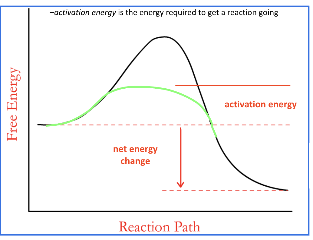 <p>lowers activation energy for a chemical reaction</p>