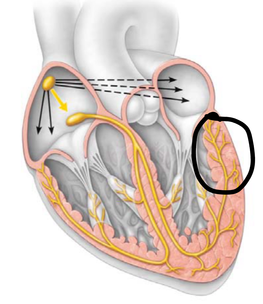 <p>depolarize the contractile cells of both ventricles</p>