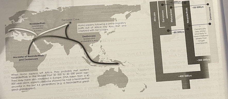 Between 1% and 4% of the modern Eurasian human genome is derived from Neanderthal DNA. Since the genome
of modern Africans contains no Neanderthal DNA, this suggest that a small population of H. sapiens outside of
Africa, encountered and interbred with a population of Neanderthals.

A fossil bone (41 000 years old) found in the remote Denisova Cave in the Altai Mountains of Siberia, a cave which
is known to have been inhabited by both H. neanderthalensis and H. sapiens, was found to be genetically distinct
from both the Neanderthals and modern humans - it was a different species scientists called the "Denisovans"
Genetic analysis showed that Denisovans shared a common ancestor with Neanderthals. When compared to the
genome of modern humans, it showed that 3% to 6% of the DNA of modern East Asians, Melanesians, Aboriginal
Australians and people elsewhere in Oceania was derived from Denisovans. This suggests that at some point we
were interbreeding with another species of hominins.