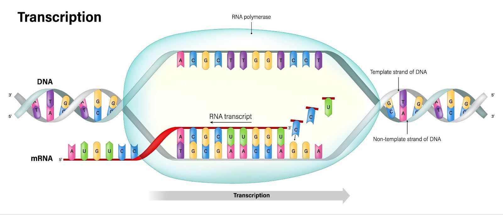 <p>What analogy is used to describe the transcription process?</p>