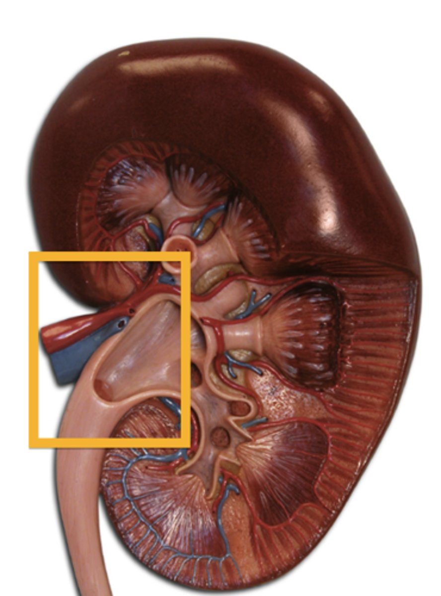 <p>- A funnel-shaped chamber on the concave side of the kidney.</p><p>- Channels urine to the ureter</p>