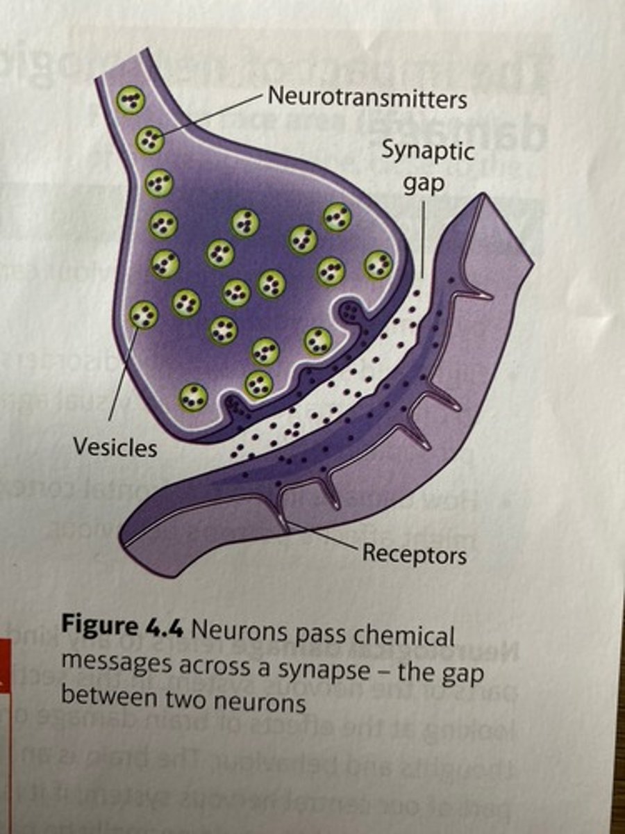<p>Small sacs containing neurotransmitter molecules.</p>