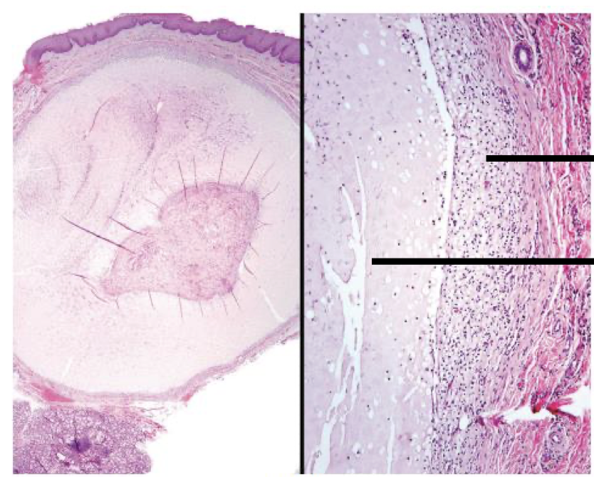 <p>Label top to bottom and diagnose</p>