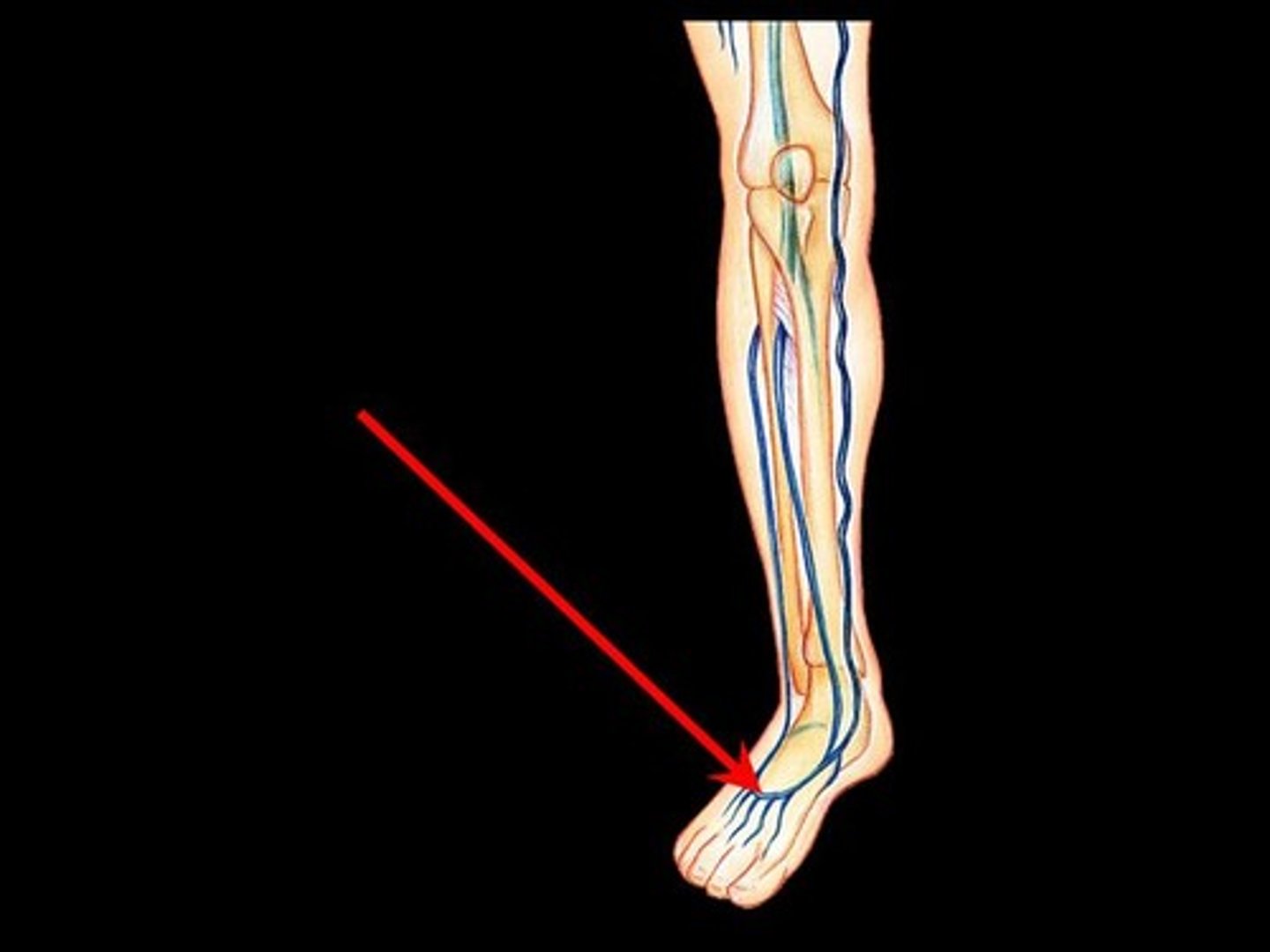 <p>Name the blood vessel.</p>
