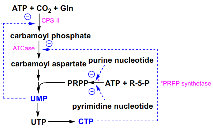 <p>- we can inhibit carbamoyl phosphate synthetase 2 by the cytosolic end product of our uridine monophosphate</p><p>- aspartate transcarboxylase can be inhibited by end product CTP</p><p>- PRPP synthetase is inhibited by both types of nucleotides so its another control point</p>