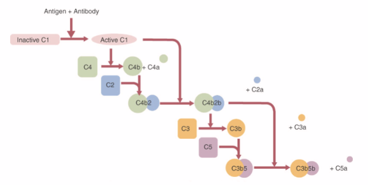 <ul><li><p>Must have lots of antibodies to activate C1</p></li><li><p>Successive levels of activation</p></li><li><p>One activated it becomes 2 products</p></li><li><p>C4b2b also known as C3 convertase and is important part of pathway</p></li><li><p>C3b5 is first stage of membrane attack complex</p></li><li><p>Anaphlatoxin as biproduct causing inflammation and vasodilation</p></li></ul><p></p>