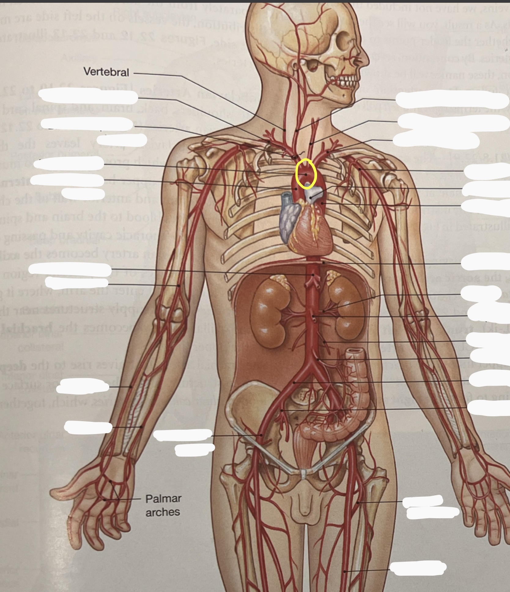 knowt flashcard image