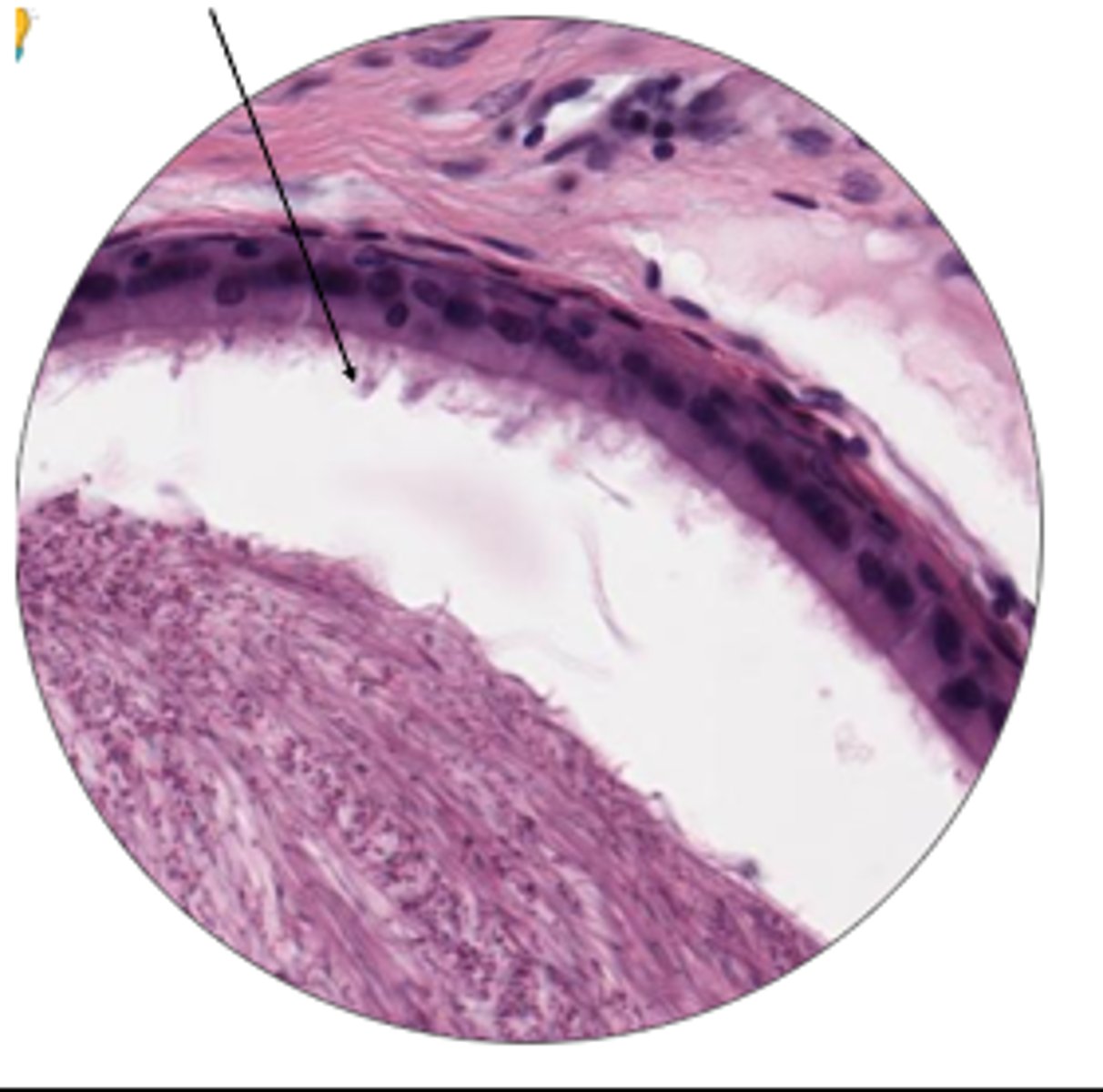 <p>name arrow and organ</p>